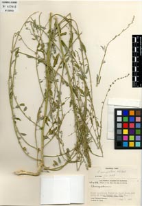 Herbarium Sheet of 